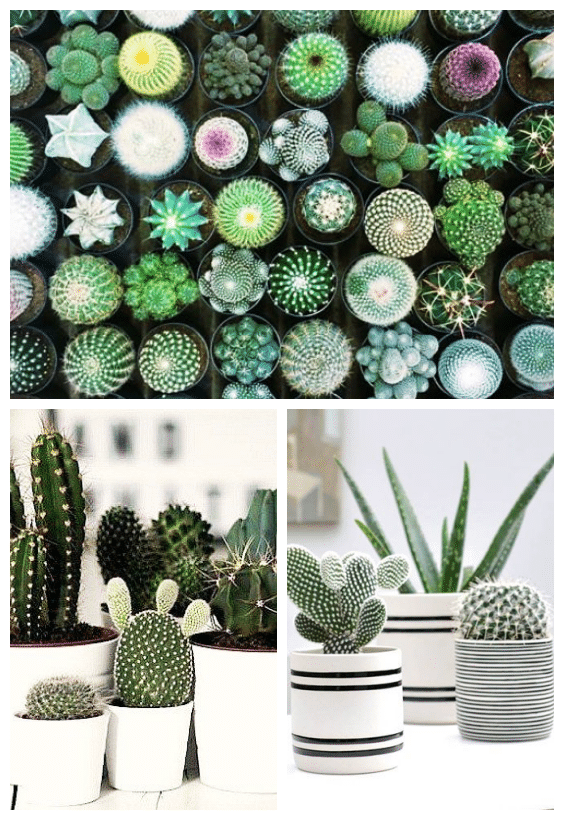 plantes d'intérieur cactus